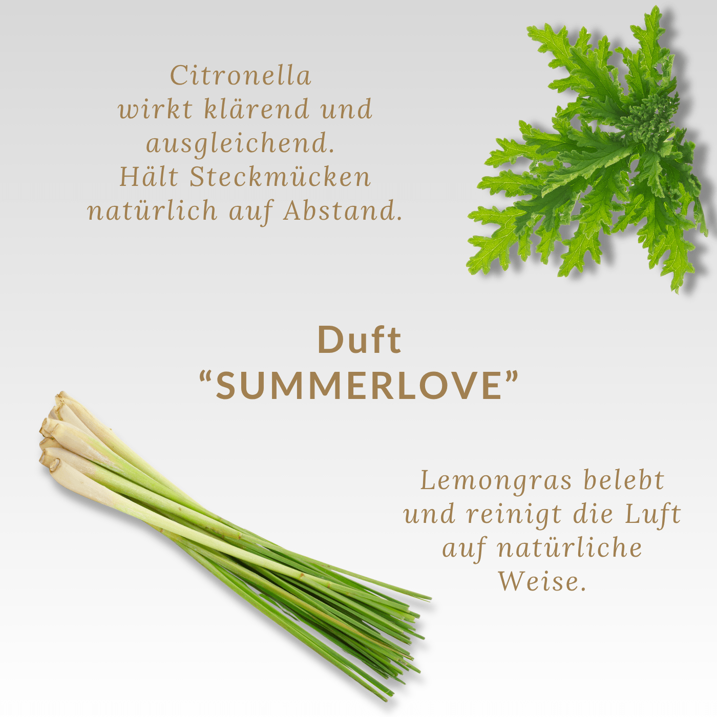 Duftkerze "SUMMERLOVE Rose-Dots" mit natürlichem Citronella & Lemongras | Bio-Sojawachs | 50h
